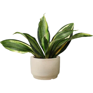 Snake Plant