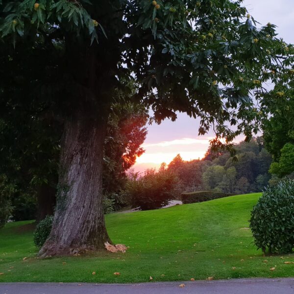 trees-park-sunset