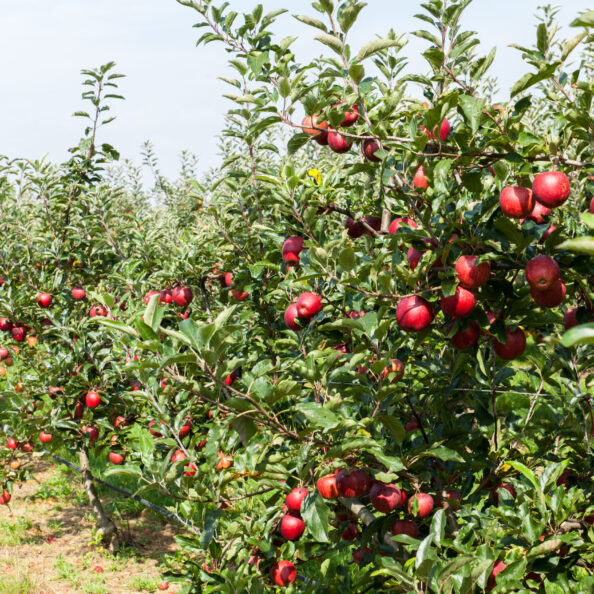 apple trees loaded with apples in an orchard in summer